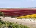 bloemenvelden Flakkee