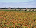 bloemenvelden Ouddorp